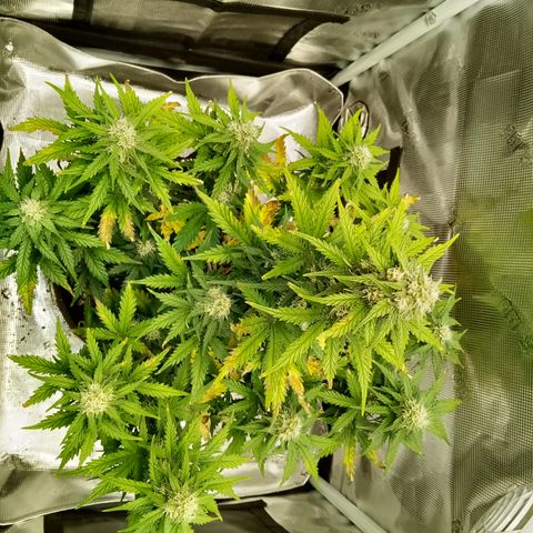 Jet growlog timeline photo