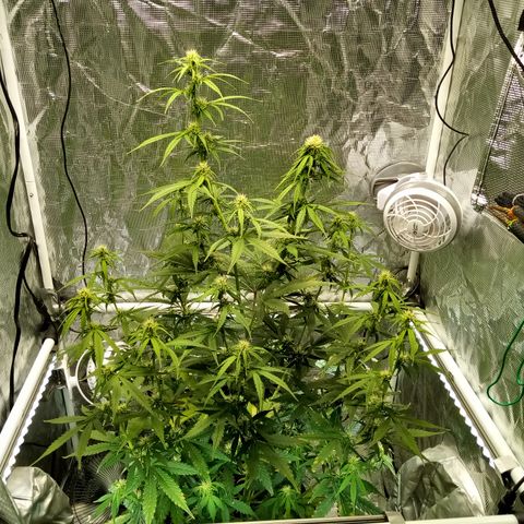 Gorilla Glue (Contest) growlog timeline photo