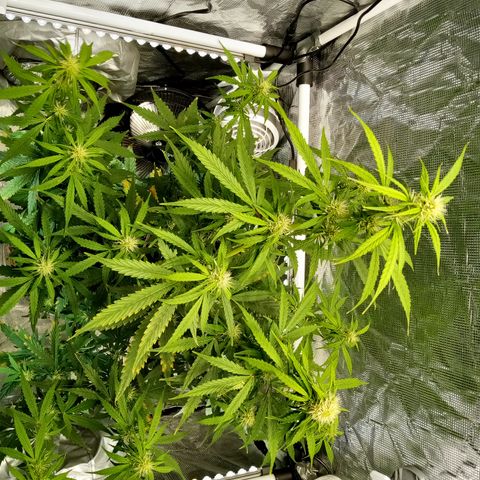 Gorilla Glue (Contest) growlog timeline photo