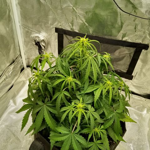 Crystal Candy XL Auto growlog timeline photo