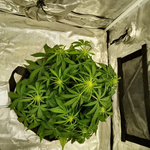 Crystal Candy XL Auto growlog timeline photo