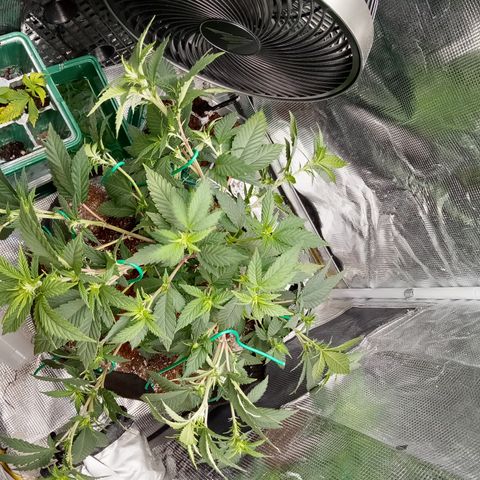 White widow growlog photo: Showing pre flower, everything bent over, very small tent to do flower so 🙏