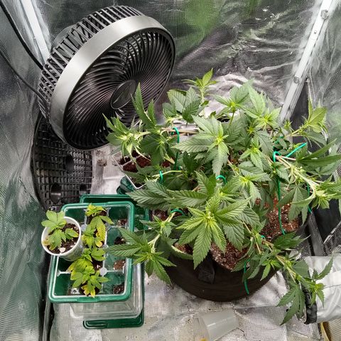 White widow growlog photo: Showing pre flower, everything bent over, very small tent to do flower so 🙏