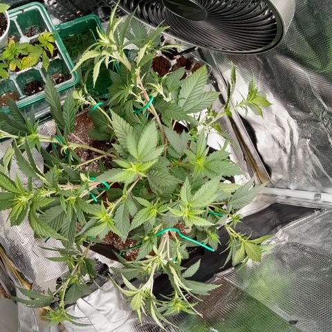White widow growlog photo: Showing pre flower, everything bent over, very small tent to do flower so 🙏