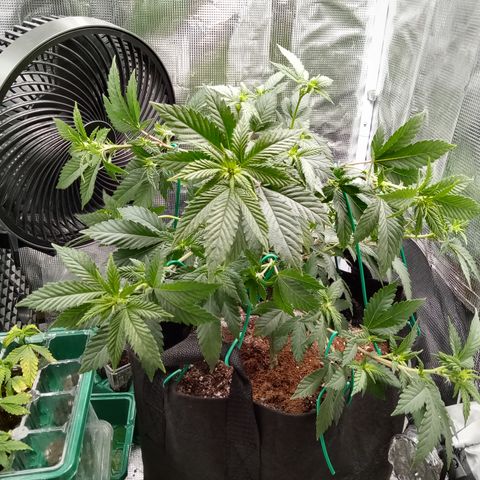 White widow growlog photo: Showing pre flower, everything bent over, very small tent to do flower so 🙏