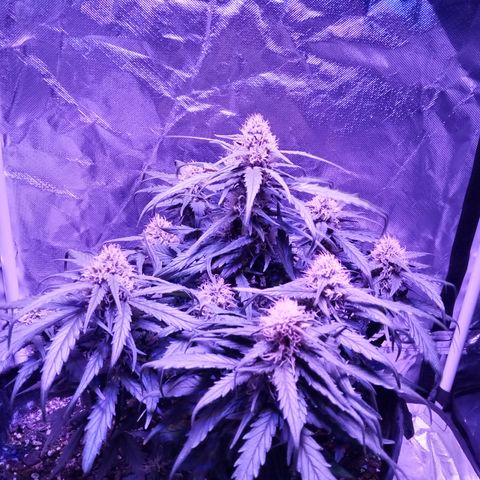 Bruce Banner auto growlog timeline photo