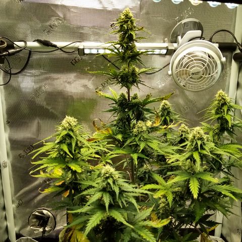 Jet growlog timeline photo