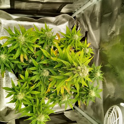Jet growlog timeline photo