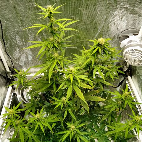 Gorilla Glue (Contest) growlog timeline photo