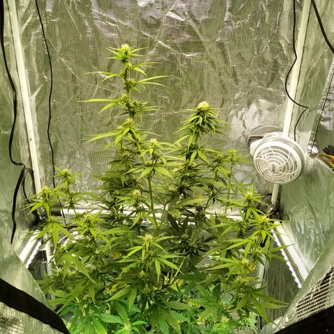 Gorilla Glue (Contest) growlog timeline photo
