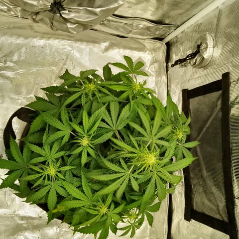 Crystal Candy XL Auto growlog timeline photo