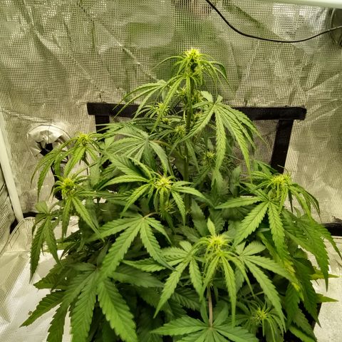 Crystal Candy XL Auto growlog timeline photo