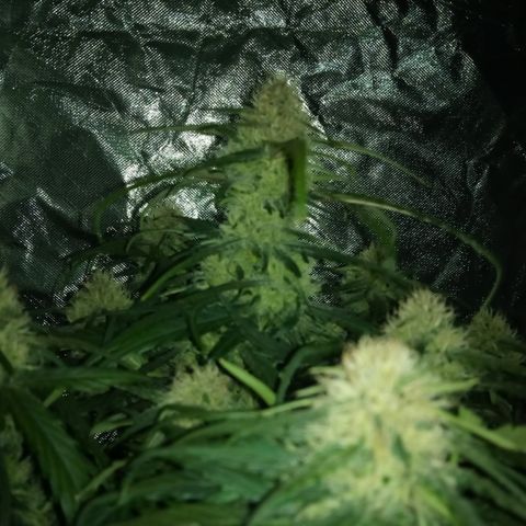 Bruce Banner auto growlog timeline photo