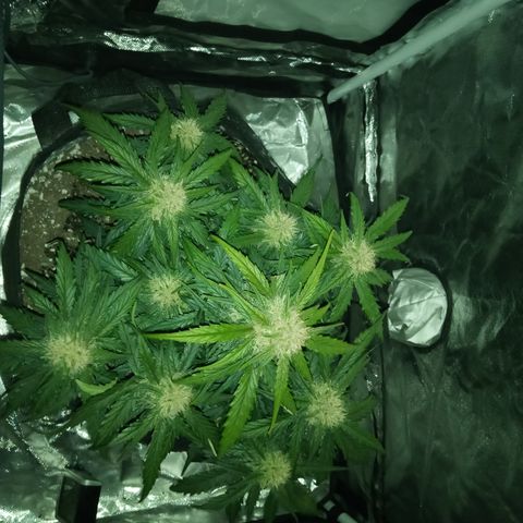 Bruce Banner auto growlog timeline photo