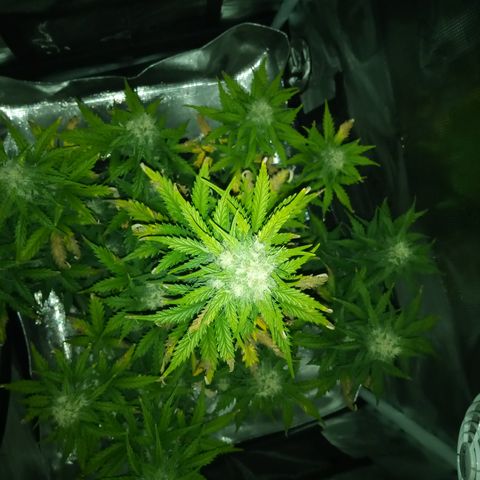 Jet growlog timeline photo