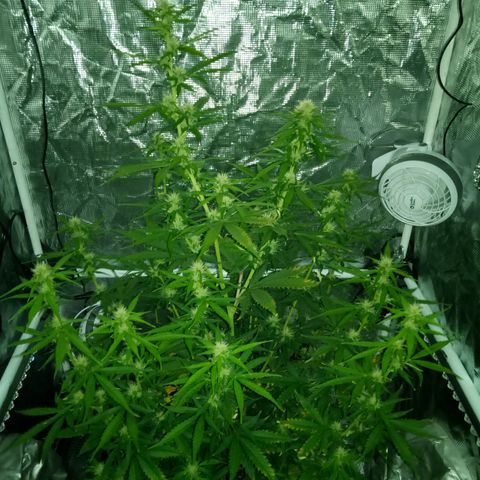 Gorilla Glue (Contest) growlog timeline photo