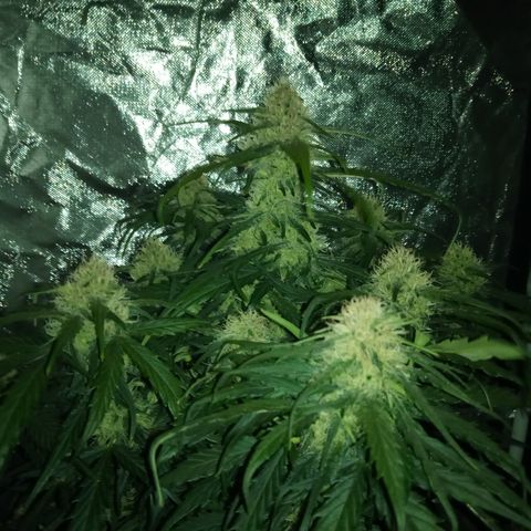 Bruce Banner auto growlog timeline photo