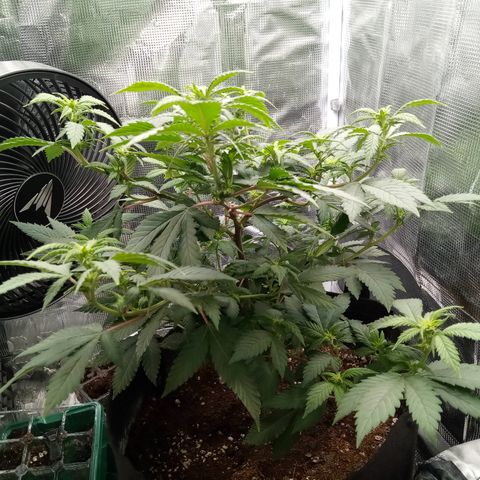 White widow growlog timeline photo
