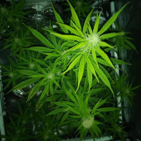 Gorilla Glue (Contest) growlog timeline photo