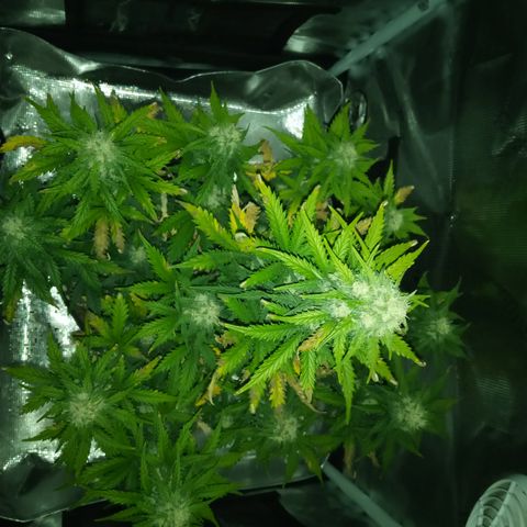 Jet growlog timeline photo