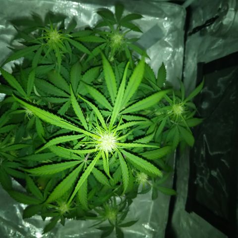 Crystal Candy XL Auto growlog photo: I may have over watered last three days compensate for 18hrs of dry heat