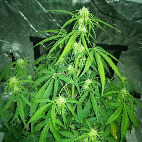 Crystal Candy XL Auto growlog photo: I may have over watered last three days compensate for 18hrs of dry heat