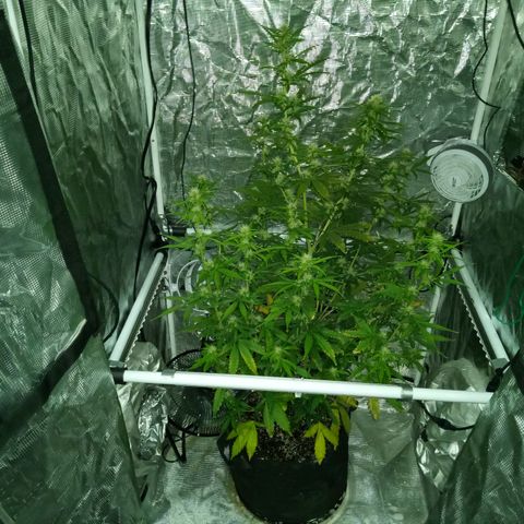 Gorilla Glue (Contest) growlog timeline photo