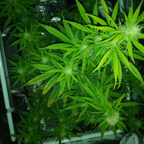 Gorilla Glue (Contest) growlog timeline photo