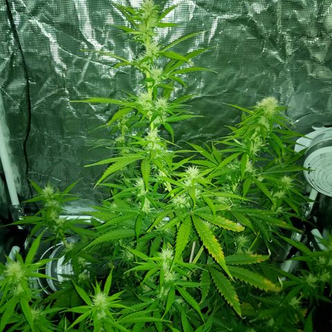 Gorilla Glue (Contest) growlog timeline photo