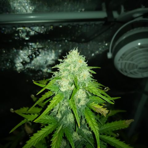 Jet growlog timeline photo