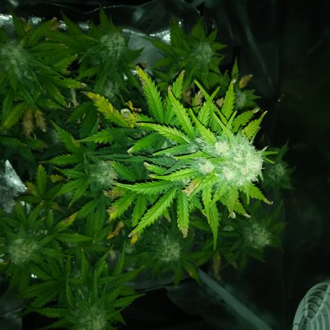 Jet growlog timeline photo
