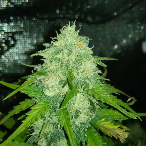 Jet growlog timeline photo