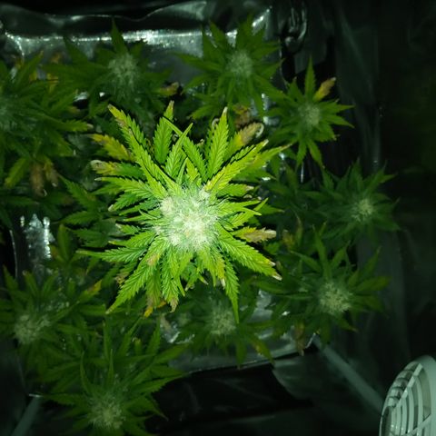 Jet growlog timeline photo