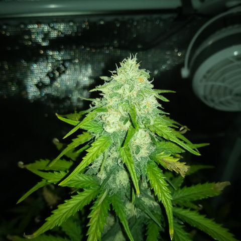 Jet growlog timeline photo
