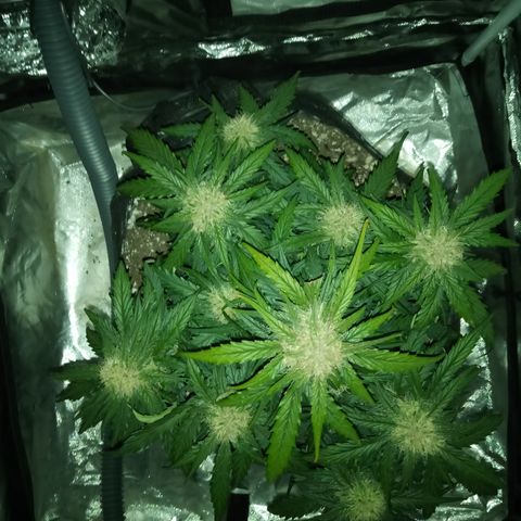 Bruce Banner auto growlog timeline photo