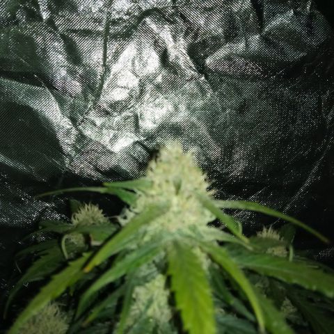 Bruce Banner auto growlog timeline photo