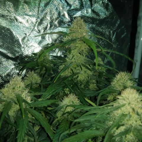 Bruce Banner auto growlog timeline photo