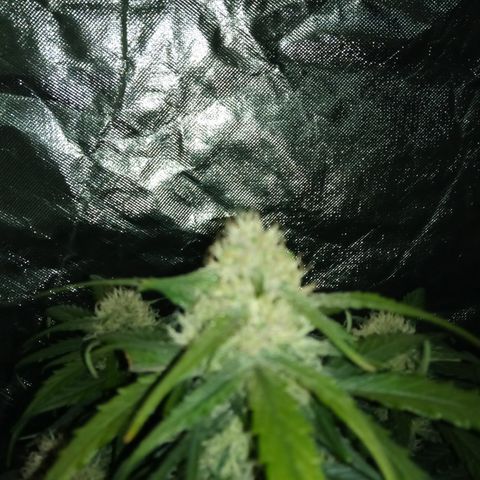 Bruce Banner auto growlog timeline photo