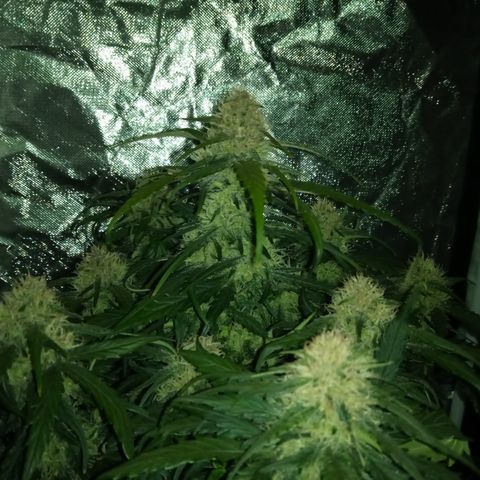 Bruce Banner auto growlog timeline photo