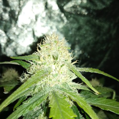 Bruce Banner auto growlog timeline photo