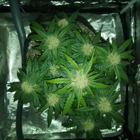 Bruce Banner auto growlog timeline photo