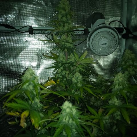 Jet growlog timeline photo