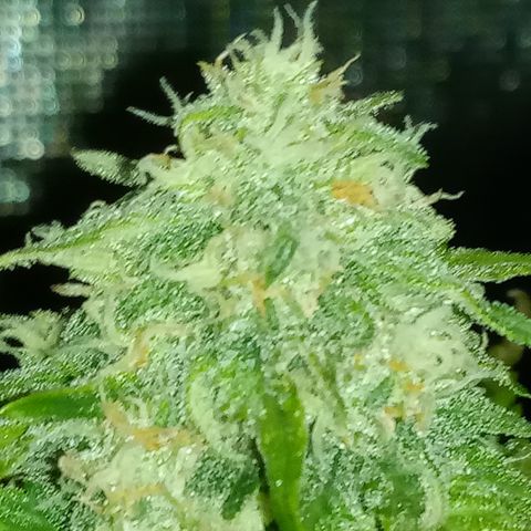 Jet growlog timeline photo