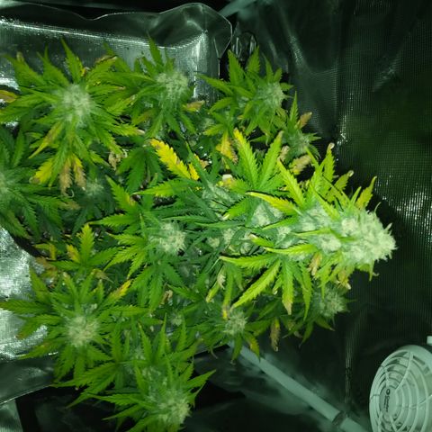 Jet growlog timeline photo