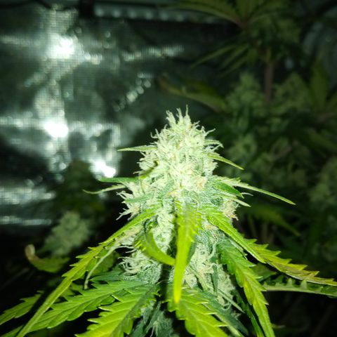 Jet growlog timeline photo