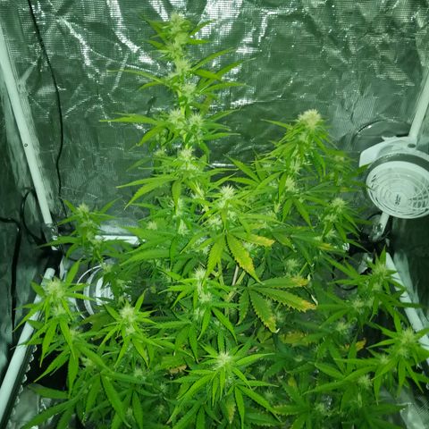 Gorilla Glue (Contest) growlog photo: Grow buds GrOw!