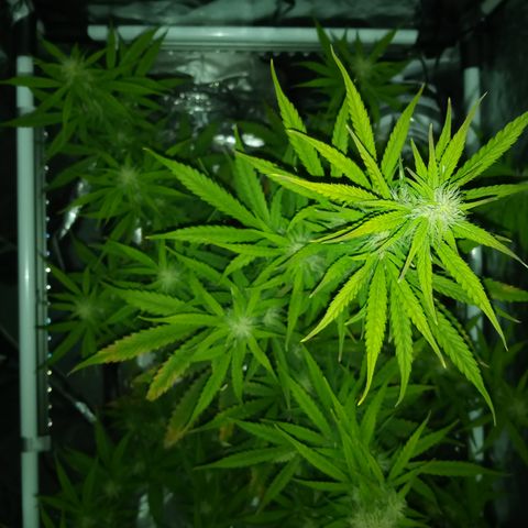 Gorilla Glue (Contest) growlog photo: Grow buds GrOw!