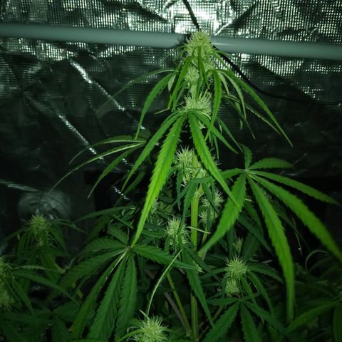 Crystal Candy XL Auto growlog photo: Maybe I was under watering 