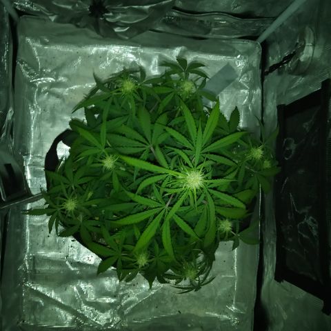 Crystal Candy XL Auto growlog photo: Maybe I was under watering 