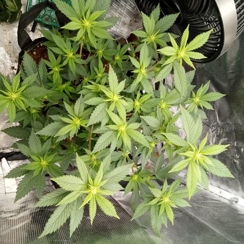 White widow growlog photo: Lots of popcorn sites lol